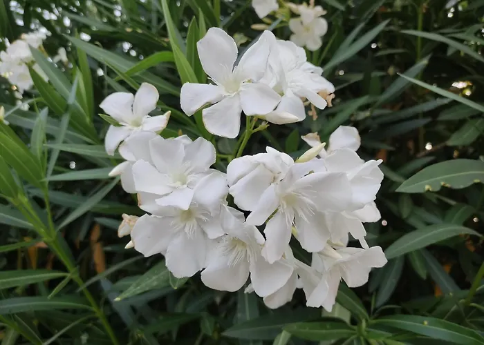 Casa Miralejos Frühstückspension